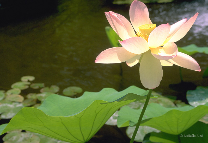 Z Fiore di Loto (Mauritius)